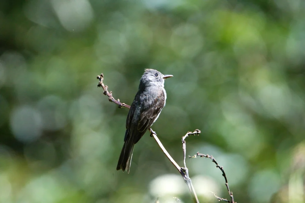 Rauchbauch-Zwergtyrann (Myiotheretes fumigatus)