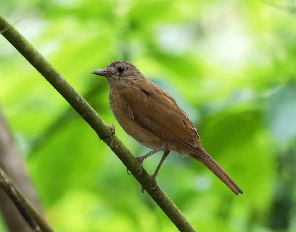 Rauchdrossel (Turdus fumigatus)