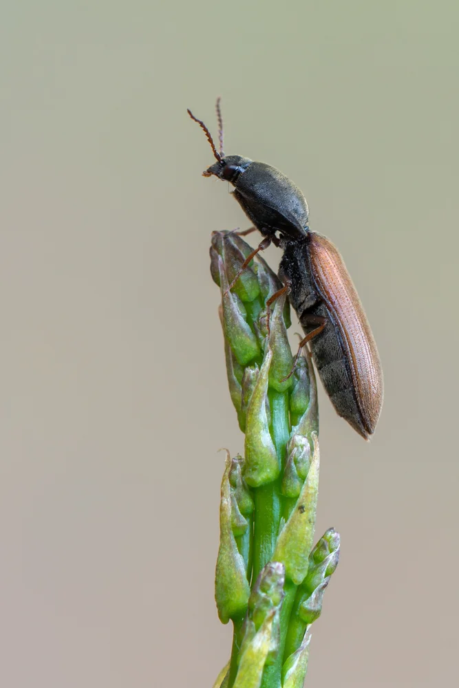 Rauchiger Schnellkäfer