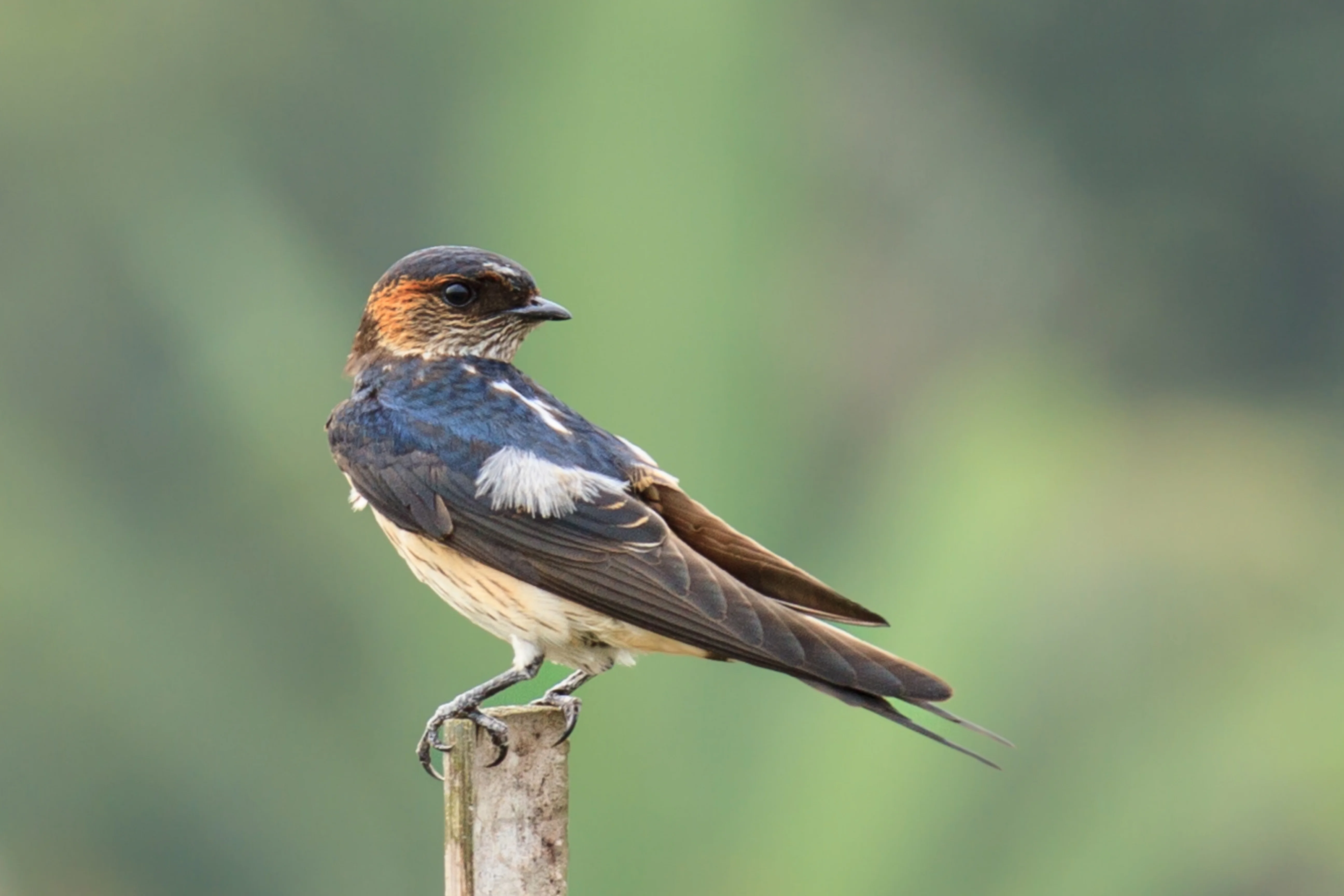 Rauchschwalbe (Cecropis striolata)