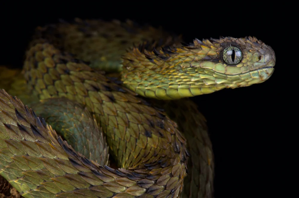 Raue Buschviper (Atheris hispida)