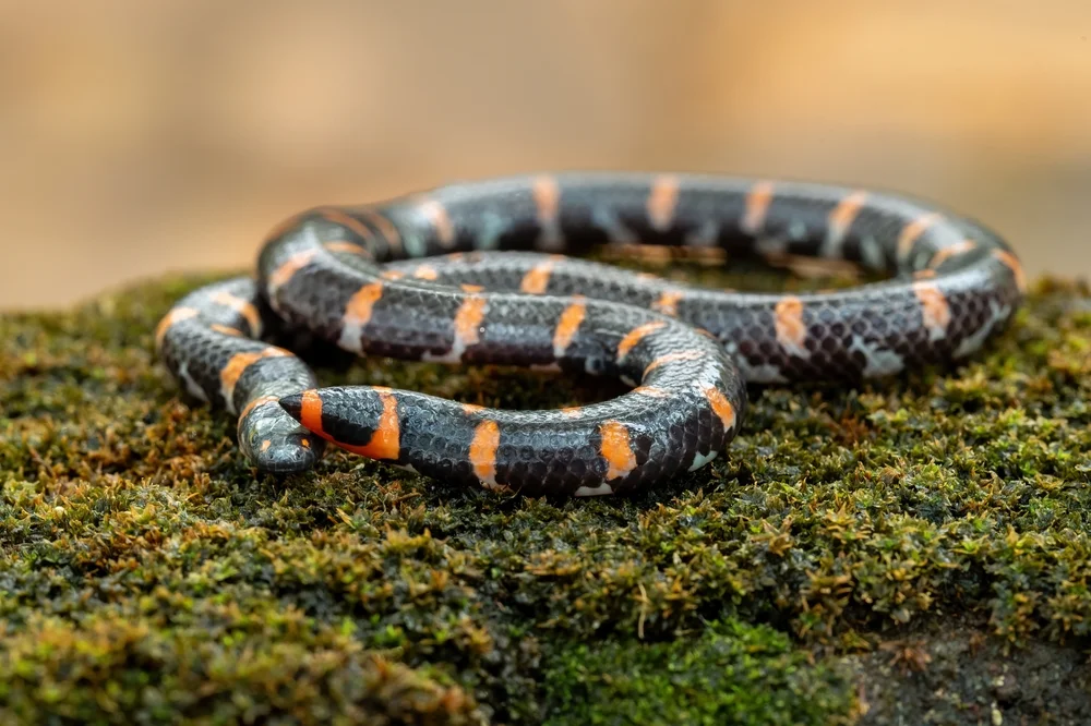 Raufen-Walzenschlange (Cylindrophis ruffus)