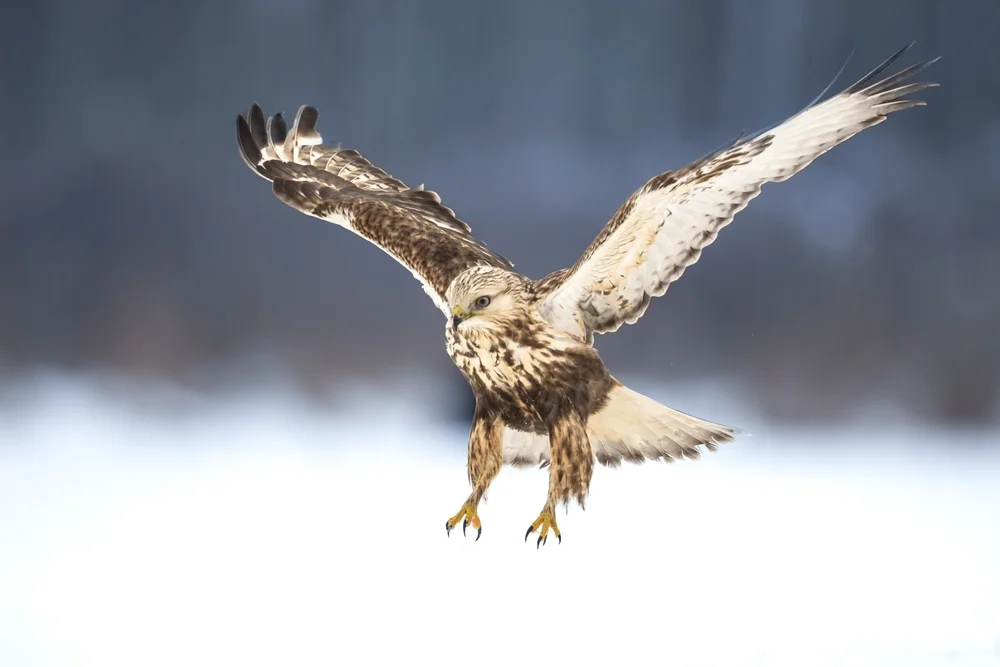 Rauhfußbussard (Buteo lagopus)