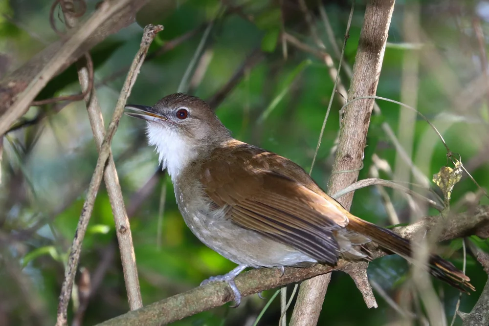Rauschender Laubsänger (Phyllastrephus strepitans)