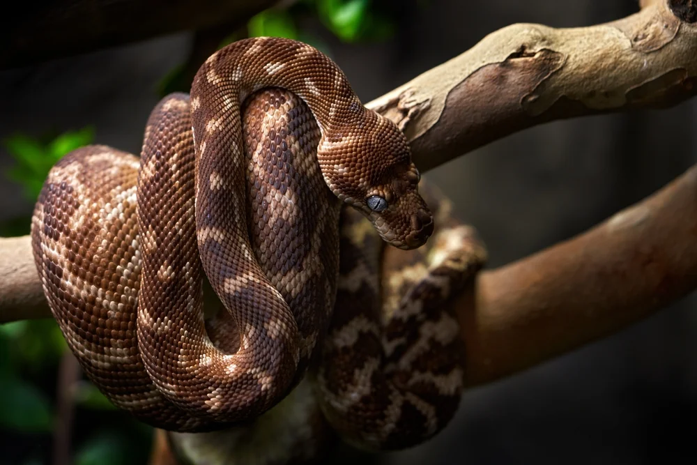 Rautenpython (Morelia carinata)