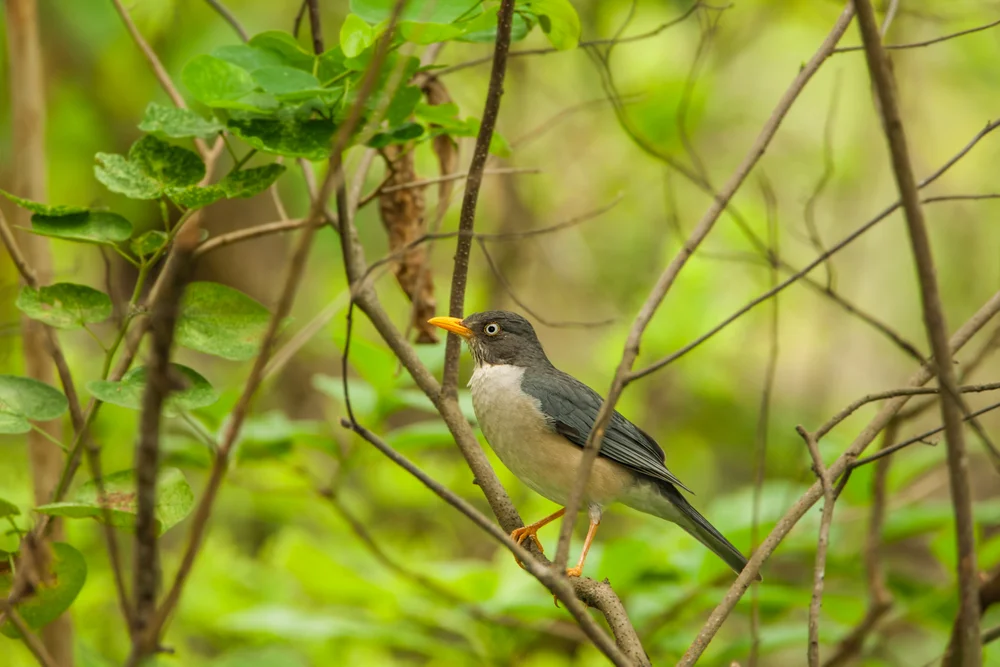 Reeves Drossel (Turdus reevei)
