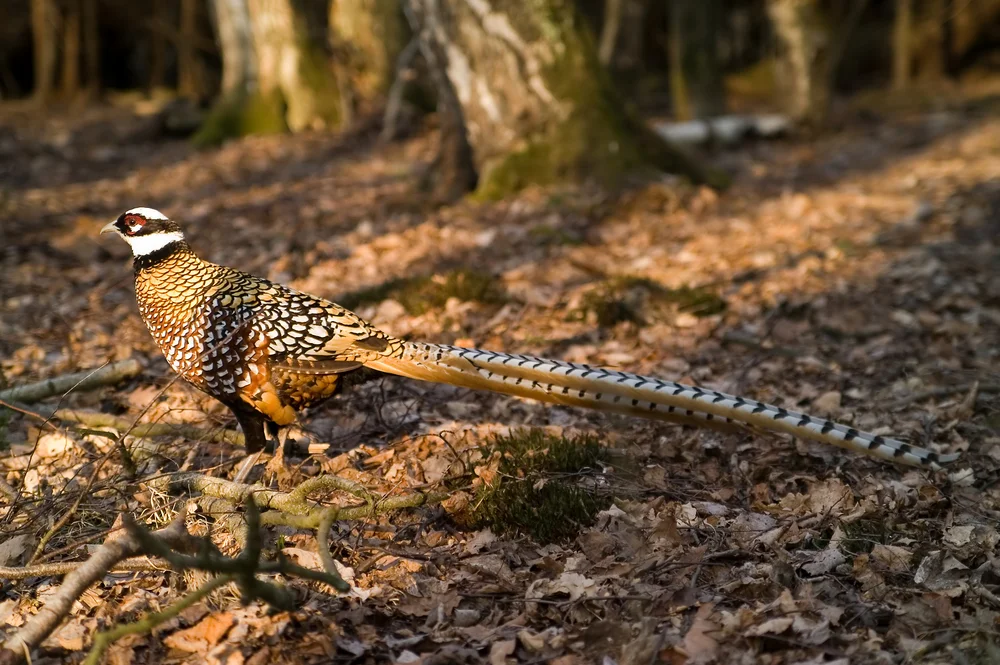 Reeves-Fasan (Syrmaticus reevesii)