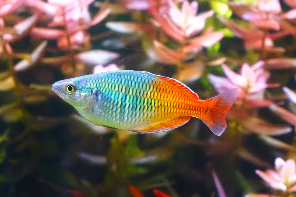 Regenbogenfische (Melanotaeniidae)