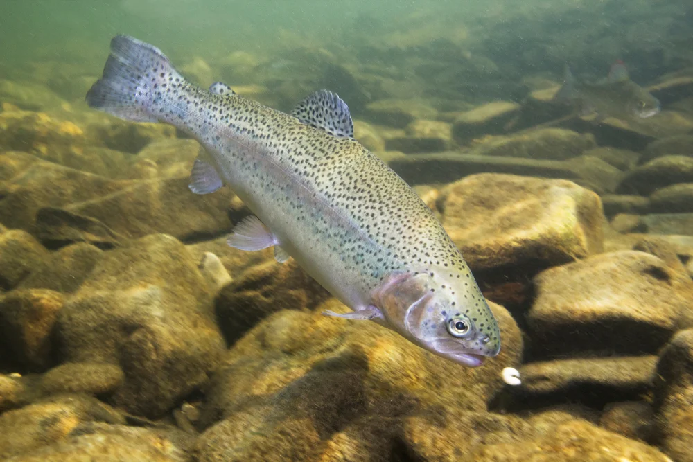 Regenbogenforelle (Oncorhynchus mykiss)