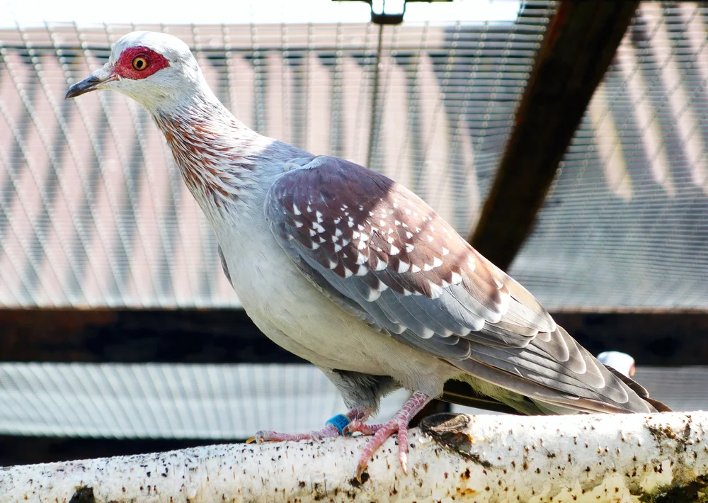 Regenbogenhals-Fruchttaube (Columba iriditorques)