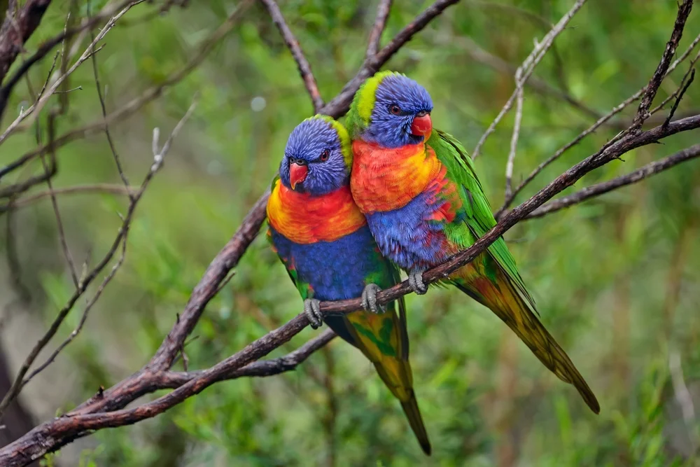 Regenboglori (Trichoglossus haematodus)