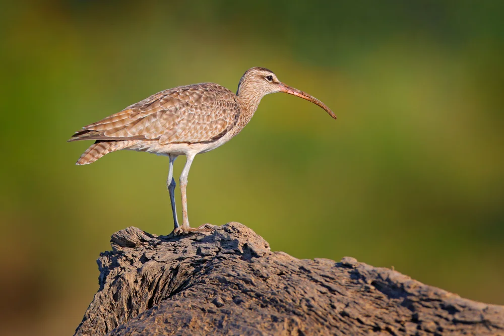 Regenbrachvogel (Numenius phaeopus)
