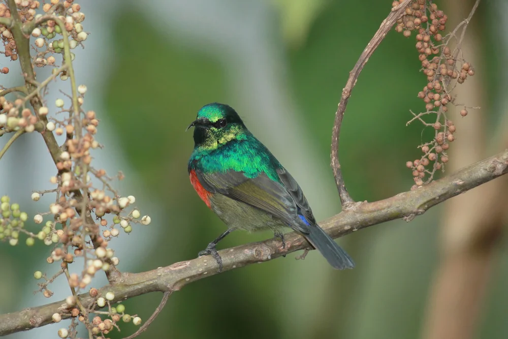 Reichenows Nektarvogel (Cinnyris reichenowi)