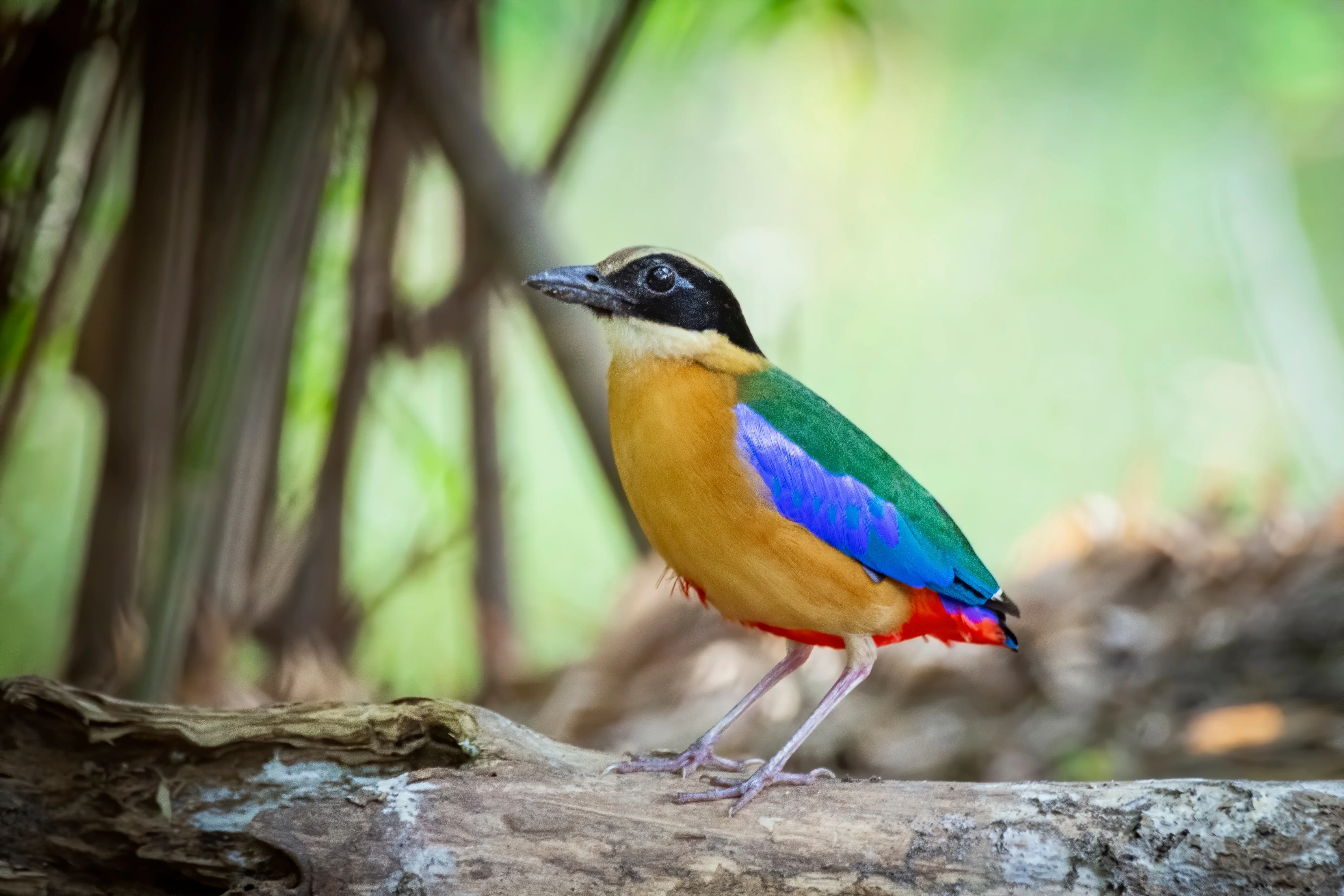 Reichenows Pitta (Pitta reichenowi)