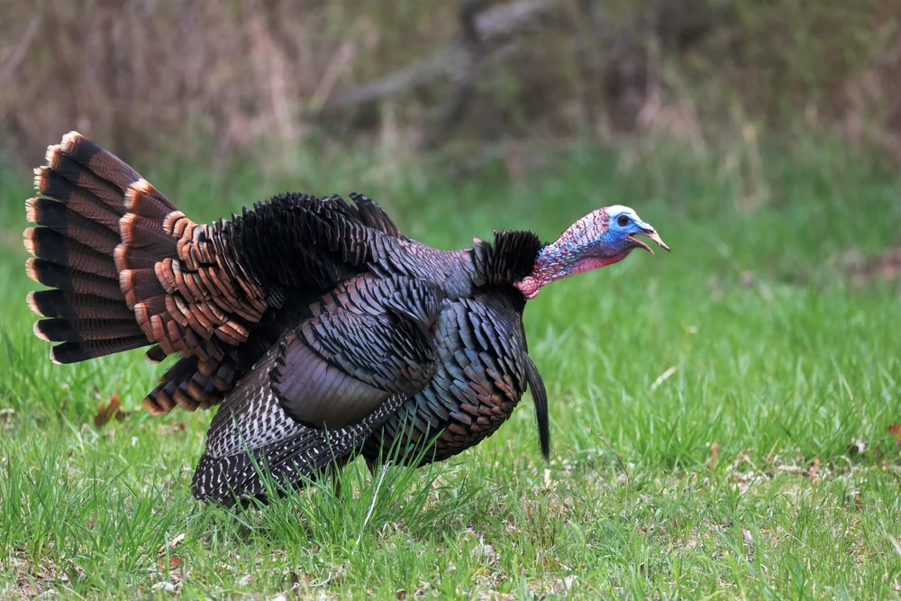 Reinhards Schlinger (Calabaria reinhardtii)
