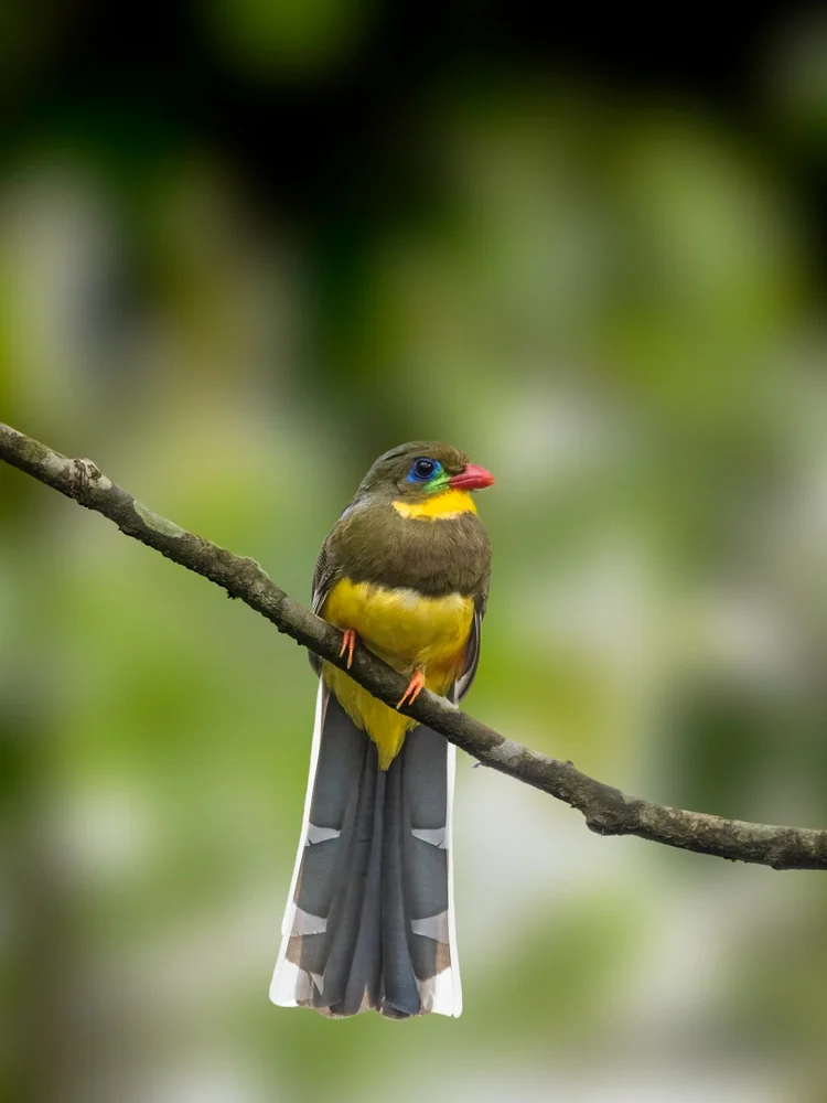 Reinwardts Nashornvogel (Javatrogon)