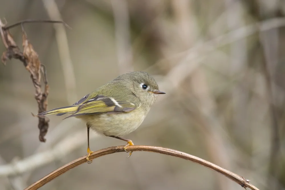 Reisers Tyrann (Phyllomyias reiseri)