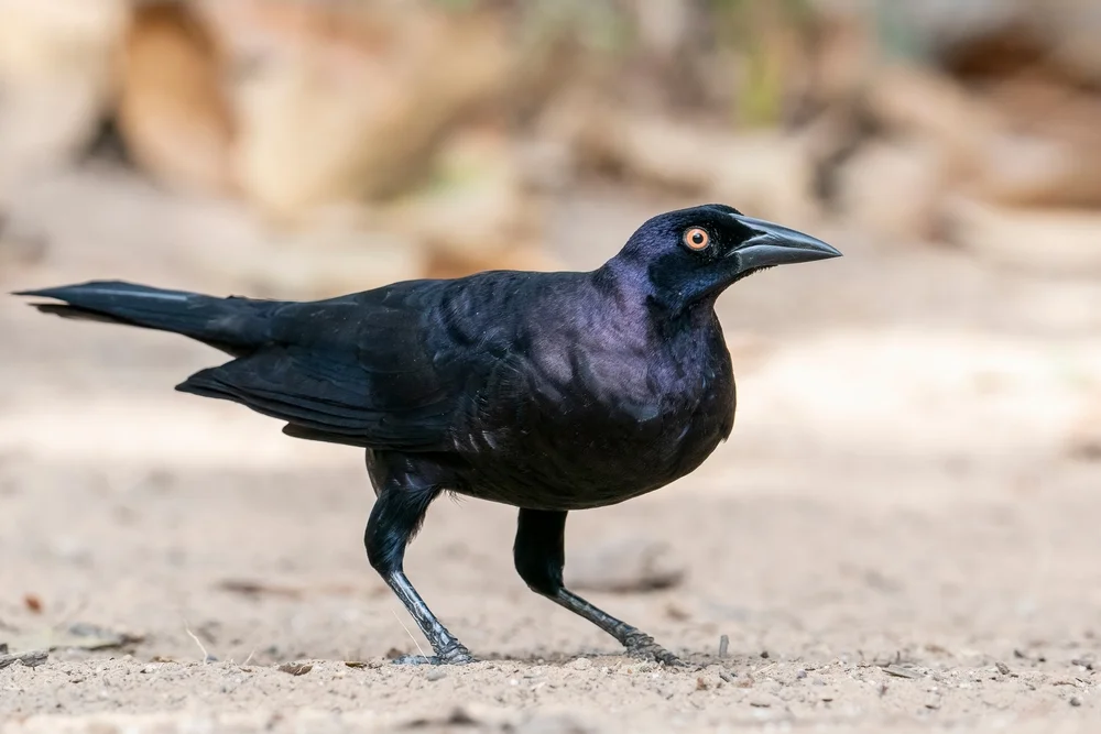 Reiskuhstärling (Molothrus oryzivorus)