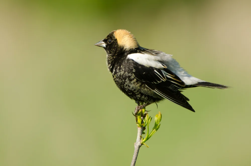 Reisstärling (Dolichonyx oryzivorus)