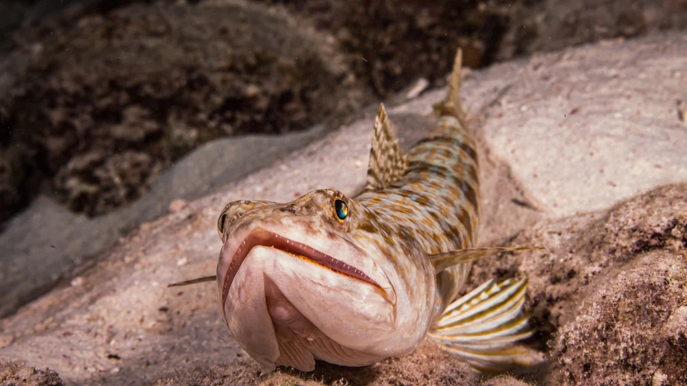 Reißzahn-Fische (Synodontidae)