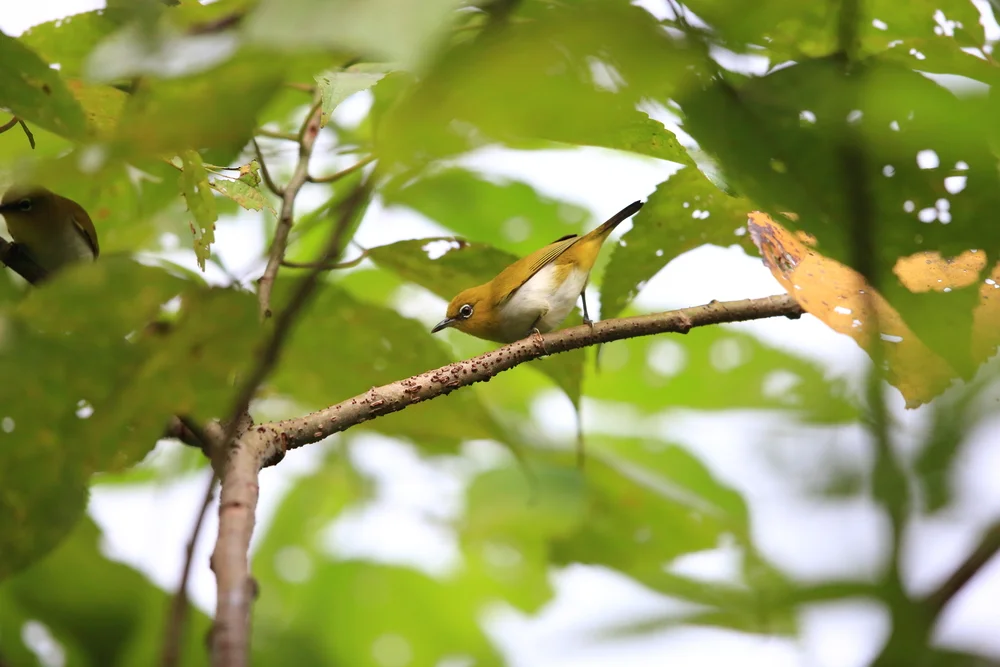 Rendova-Brillenvogel (Zosterops rendovae)