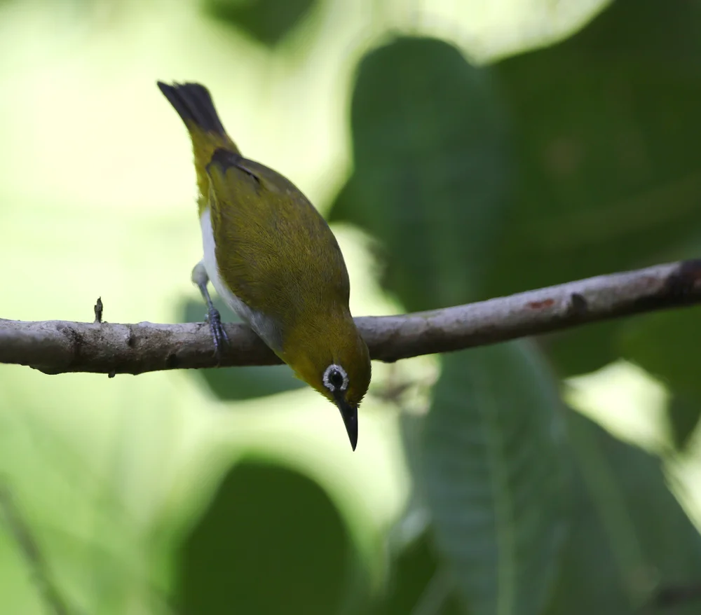 Rennell-Brillenvogel (Rennell-Brillenvogel)