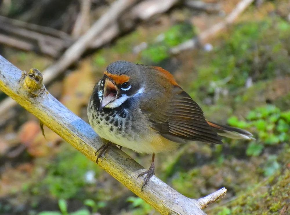 Rennell-Fächerschwanz (Rhipidura phoenicura)