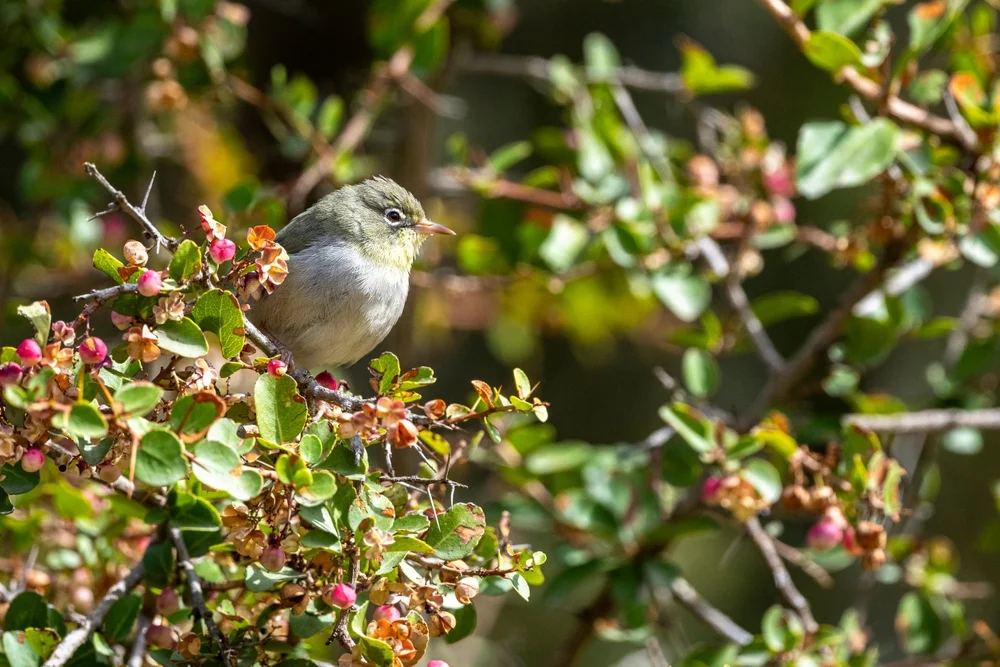Réunion-Brillenvogel (Zosterops brunneus)