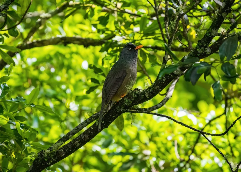 Reunion-Bulbul (Hypsipetes borbonicus)