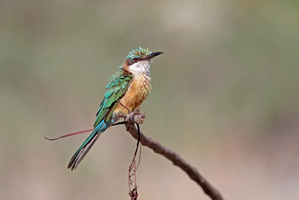 Revouis Bienenfresser (Merops revoilii)