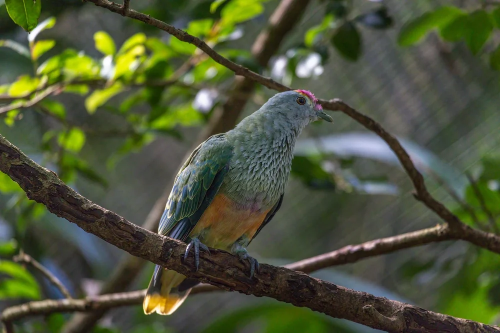 Richards' Fruchttaube (Ptilinopus regina)