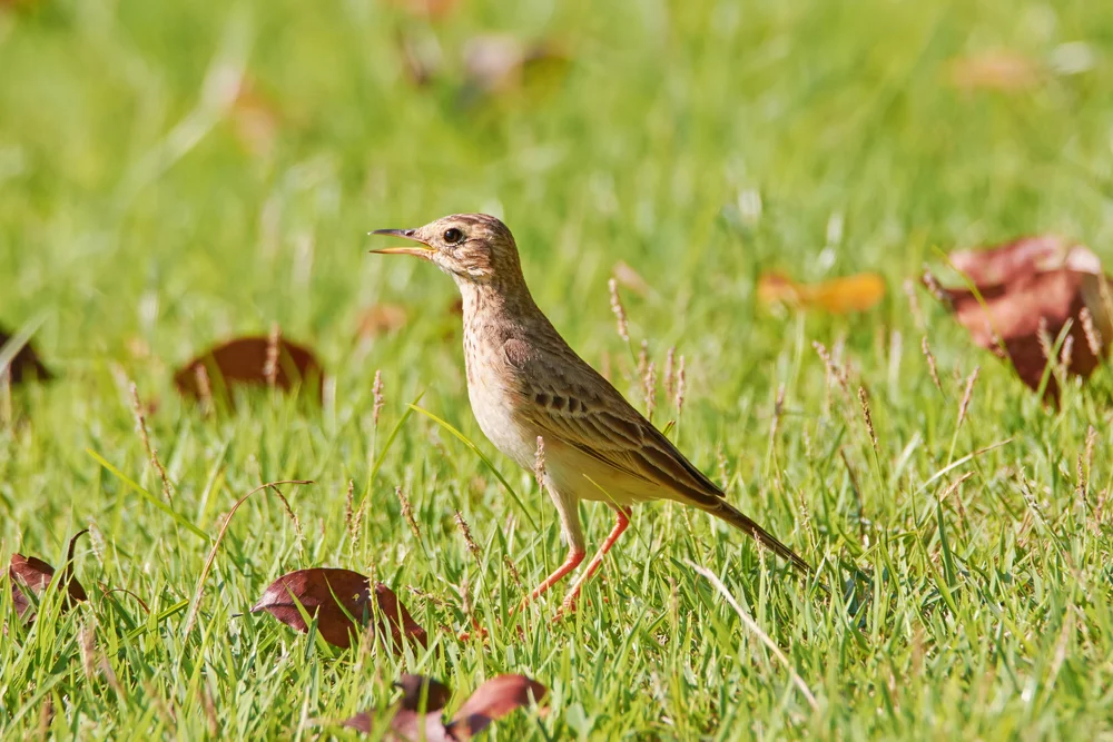 Richards Pieper (Anthus richard)