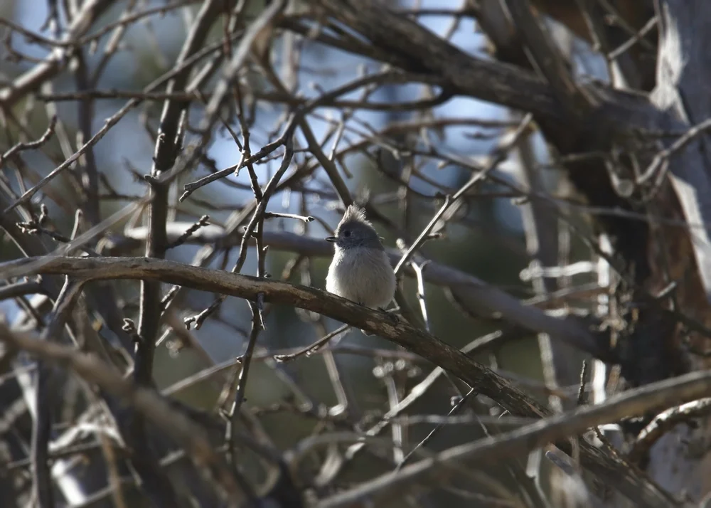 Ridgway-Sumpfmeise (Baeolophus ridgwayi)