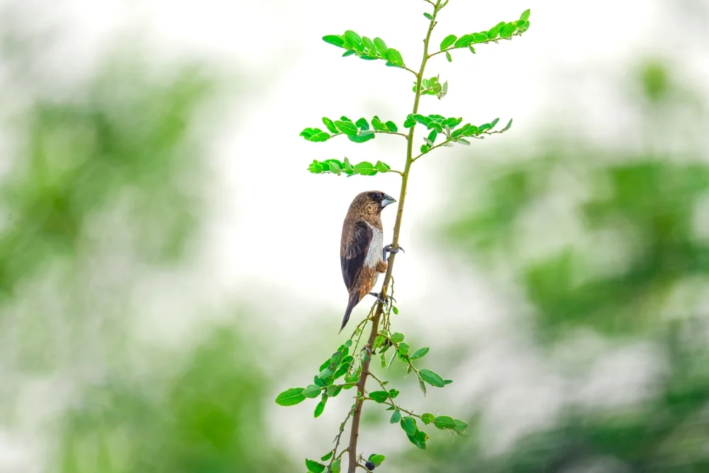 Riesen-Bronzemännchen (Lonchura grandis)