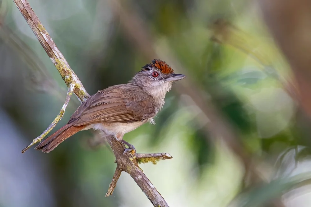Riesen-Buschsänger (Malacopteron magnum)