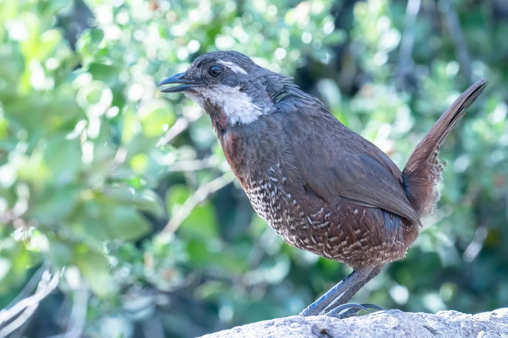 Riesen-Erdhacker (Pteroptochos megapodius)