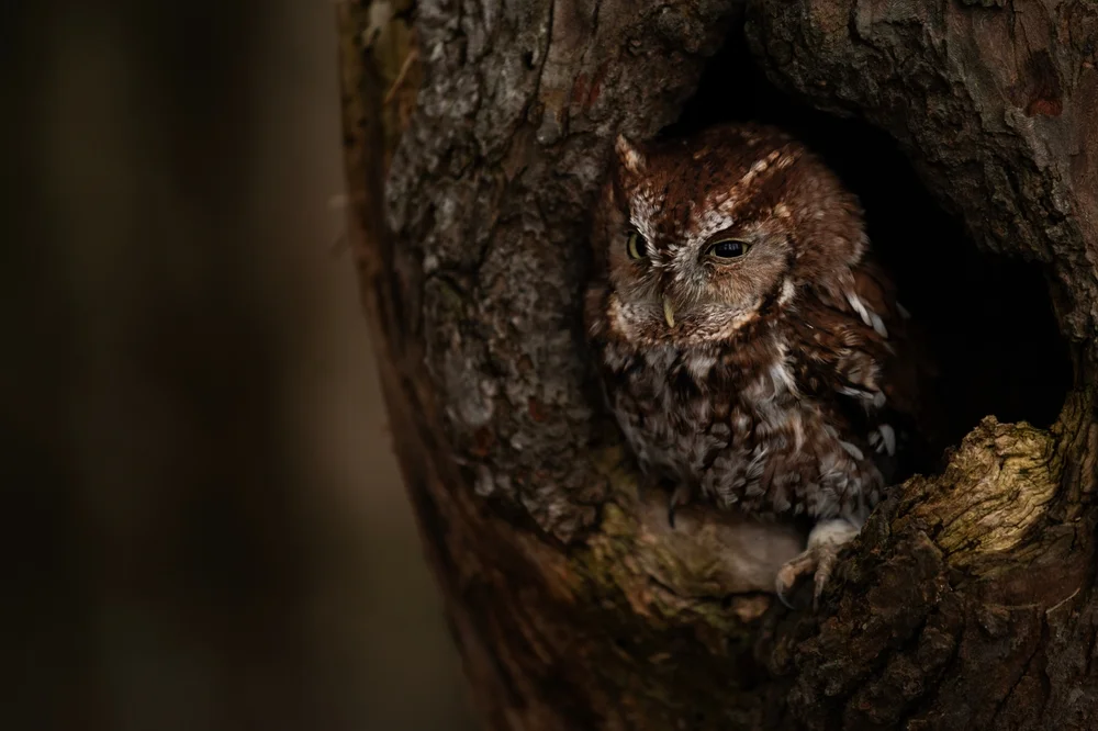 Riesen-Kreischeule (Megascops ingens)