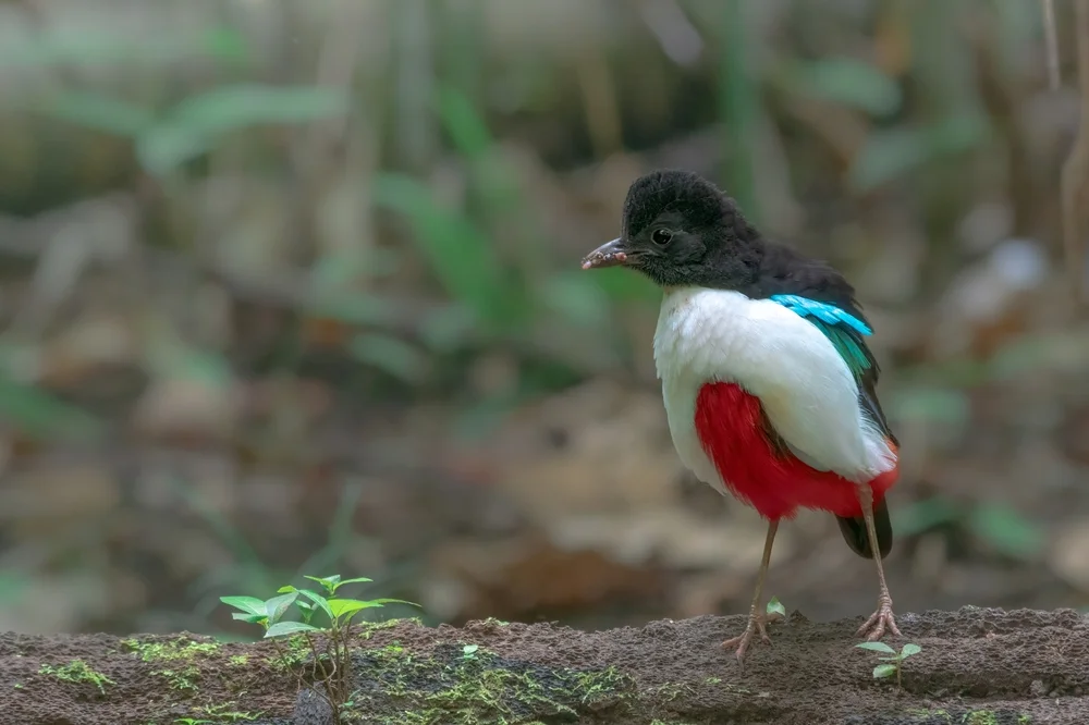 Riesen-Pitta (Pitta maxima)
