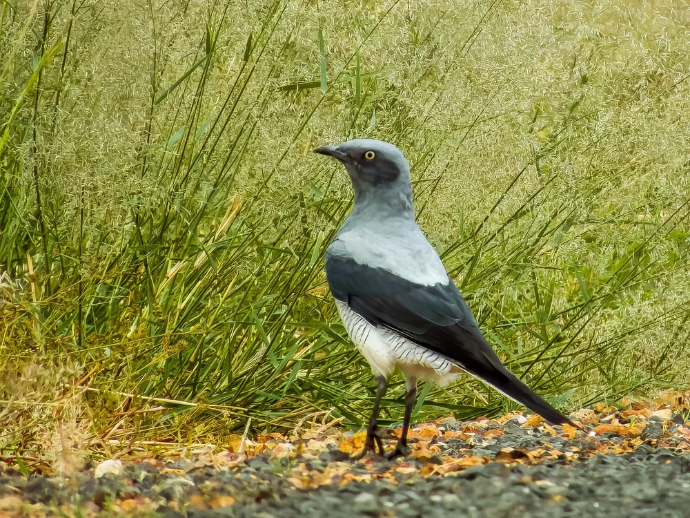 Riesen-Raupenfänger (Coracina maxima)