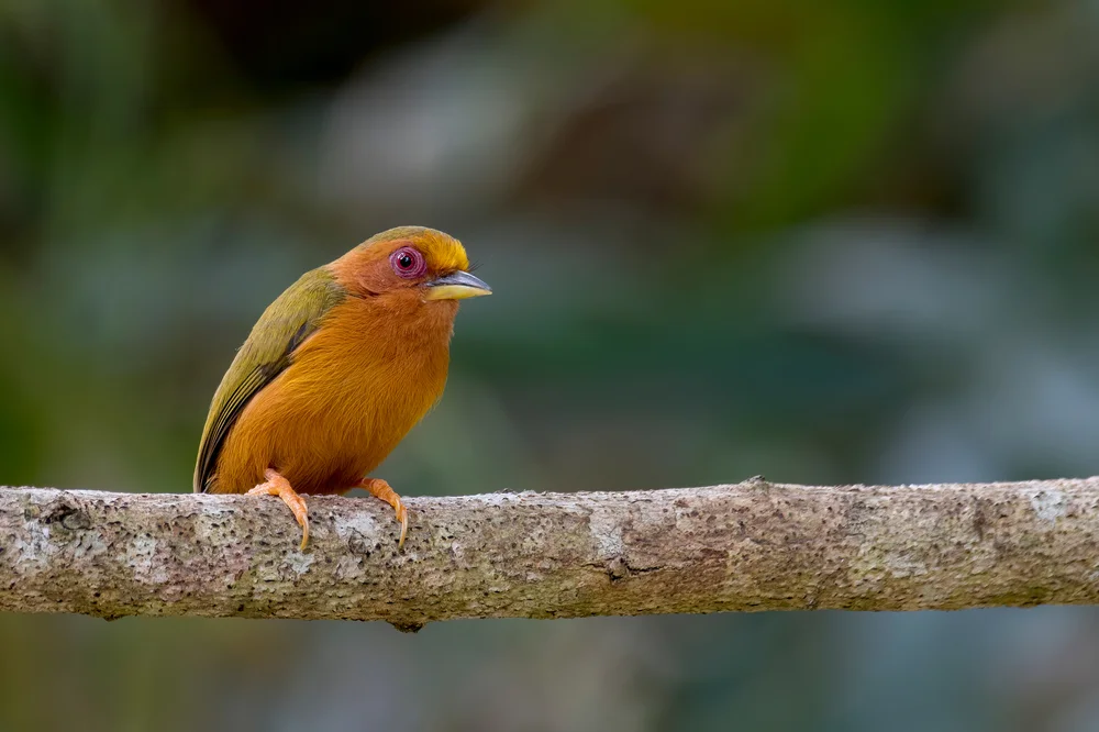 Riesen-Zwergspecht (Sesia abnormis)