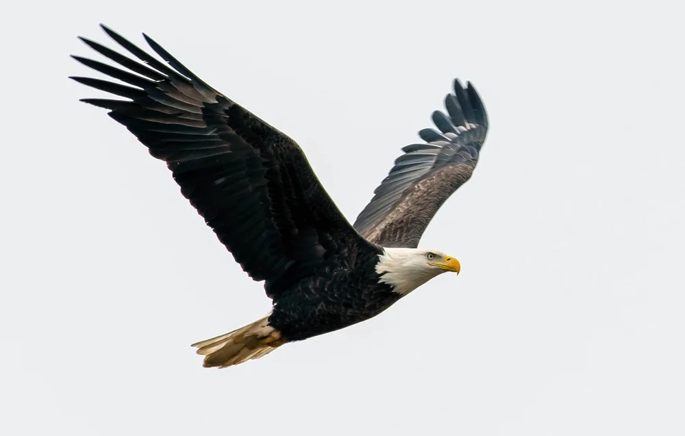 Riesenadler (Aquila verreauxii)