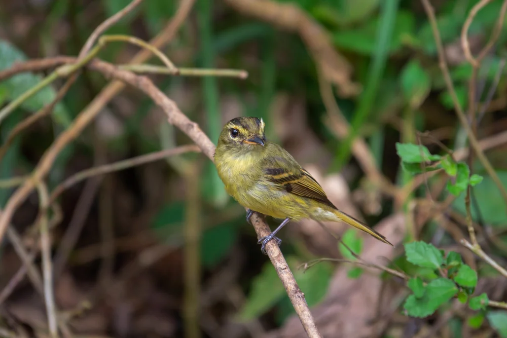 Riesenkopf-Schattenkolibri (Ramphotrigon megacephalum)