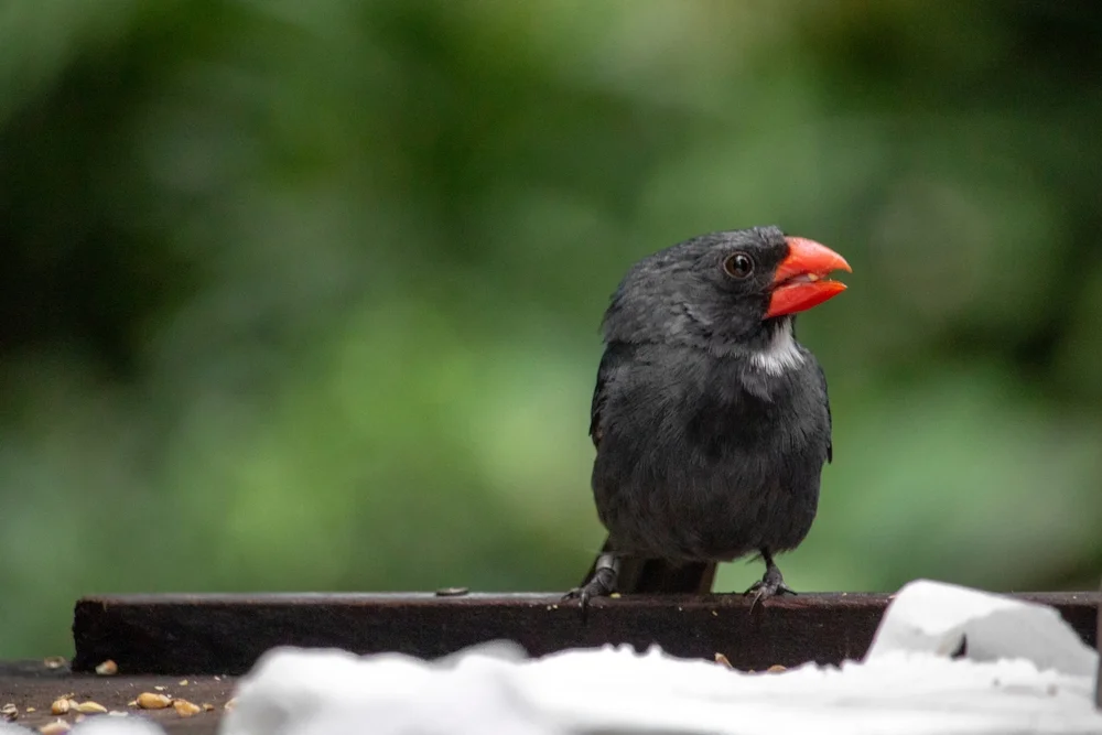 Riesensamenknacker (Saltator grossus)