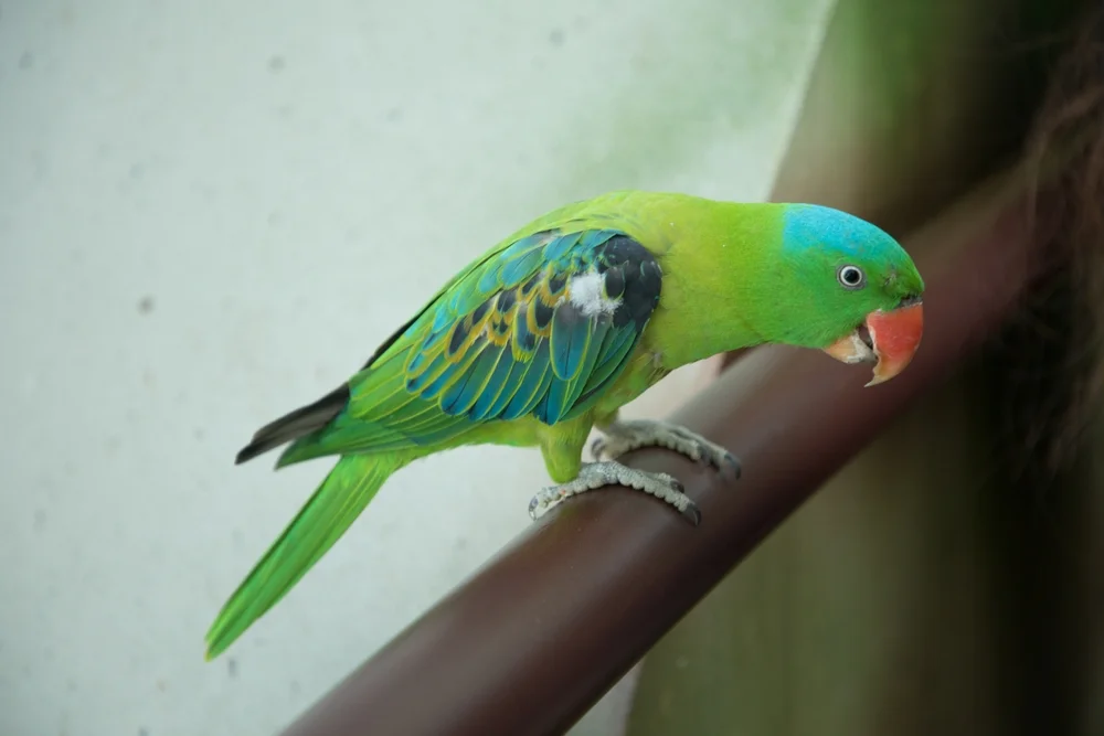 Riesenschnabel-Honigfresser (Tanygnathus megalorynchos)