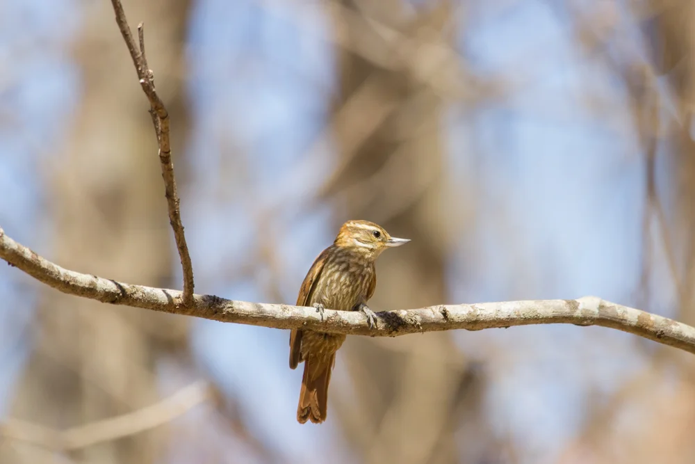 Riesenspecht (Xenops tenuirostris)