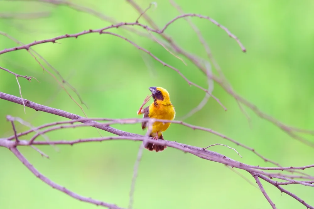 Riesenweber (Ploceus grandis)