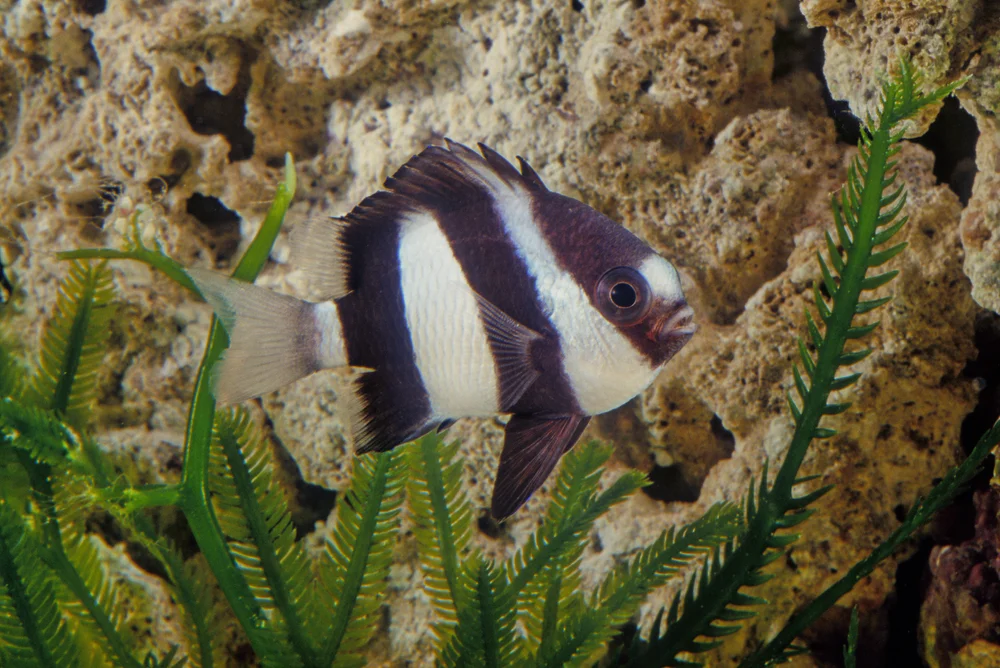 Riffbarsche (Pomacentridae)