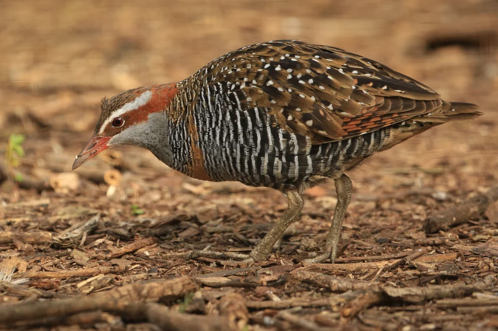 Ringel-Sumpfhuhn (Gallirallus torquatus)