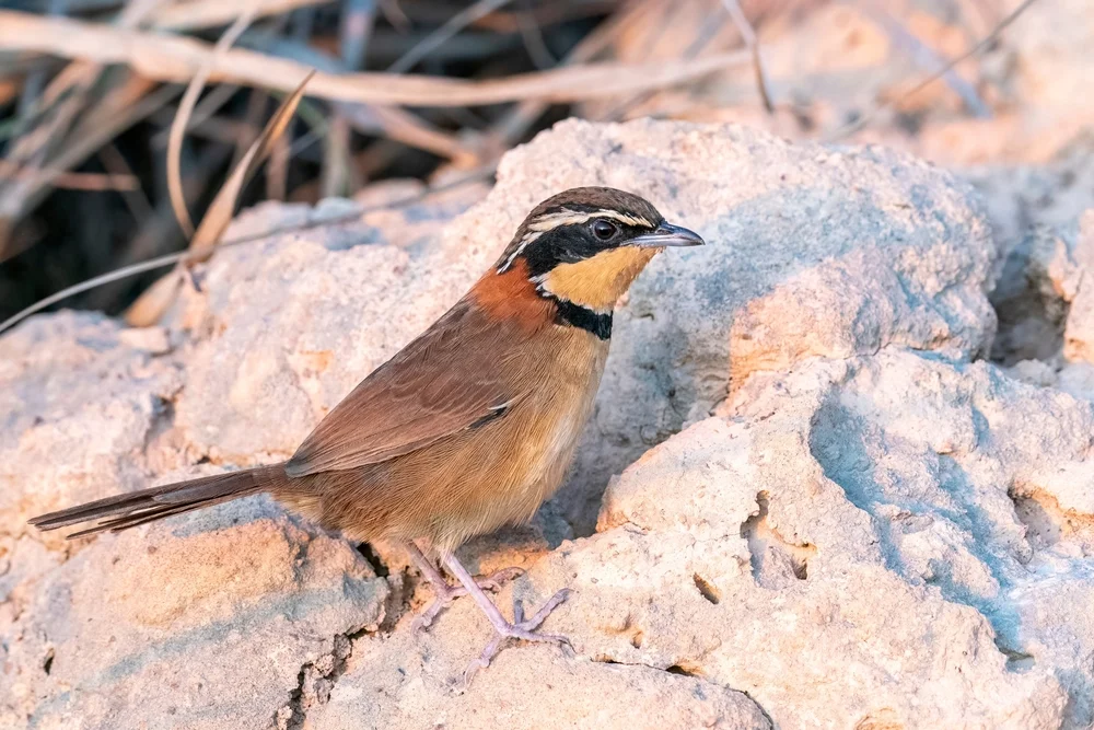 Ringelbrust-Soldatenstar (Melanopareia torquata)