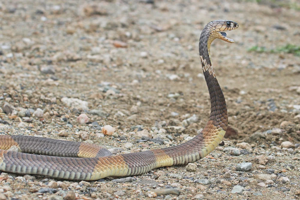 Ringelkobra (Naja annulifera)